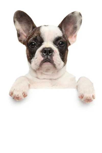 Beyaz Arka Plan Üzerinde Izole Afiş Yukarıda Fransız Bulldog Köpek — Stok fotoğraf