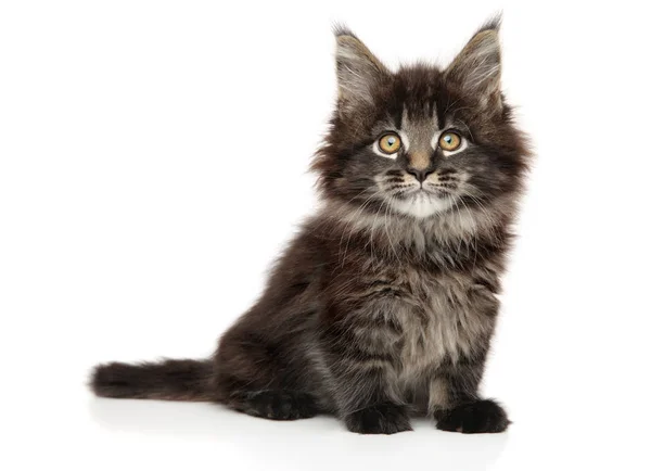 Portrét Mladé Maine Coon Kitten Bílém Pozadí Dětské Zvířecí Motiv — Stock fotografie