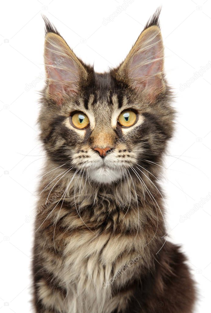 Portrait of a young Maine Coon kitten on a white background