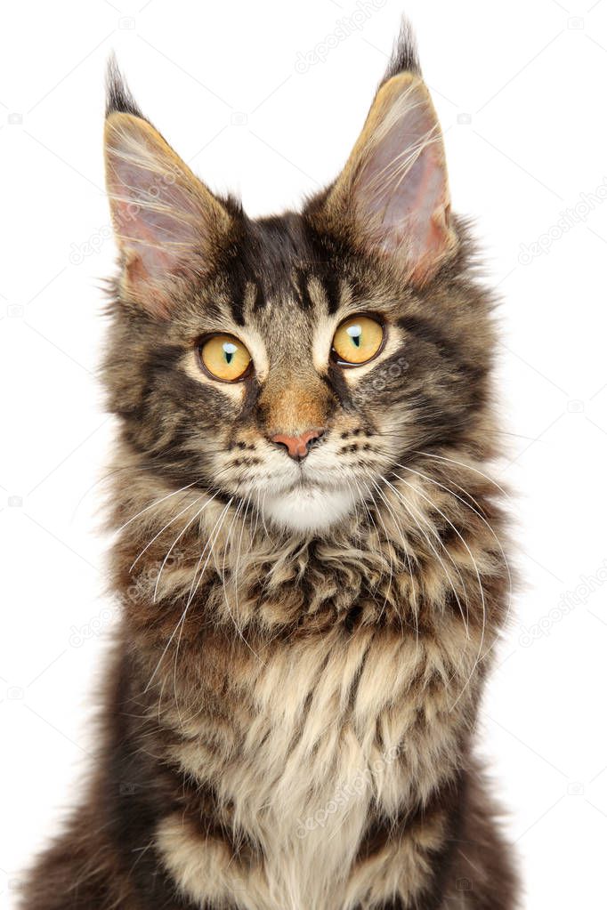 Portrait of a Cute Maine Coon kitten on a white background. Animal themes