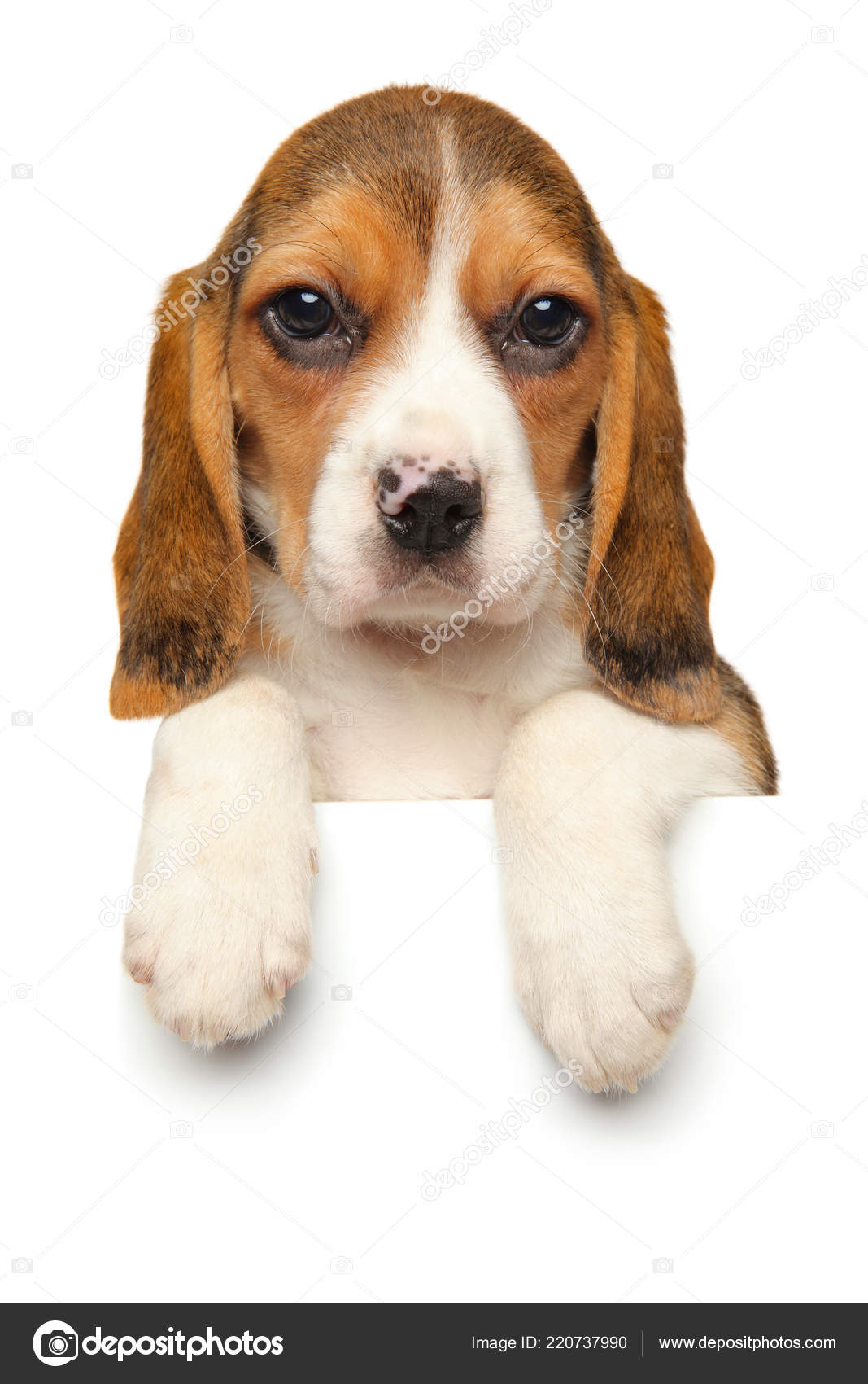 Beagle Puppy Dangling His Paws Banner Isolated White Background