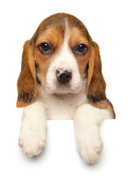 Beyaz arka plan üzerinde izole afiş yukarıda onun pençeleri sarkan beagle köpek yavrusu. Bebek hayvan Tema