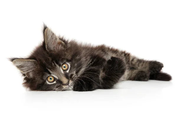 Portrét Mladé Maine Coon Kitten Ležící Bílém Pozadí — Stock fotografie