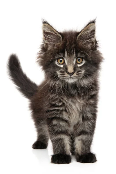 Detail Portrét Maine Coon Kitten Bílém Pozadí Dětské Zvířecí Motiv — Stock fotografie