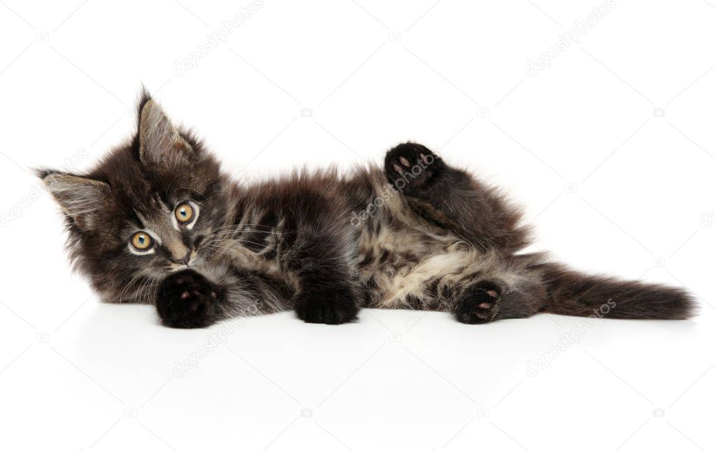 Portrait of a young Maine Coon kitten on a white background