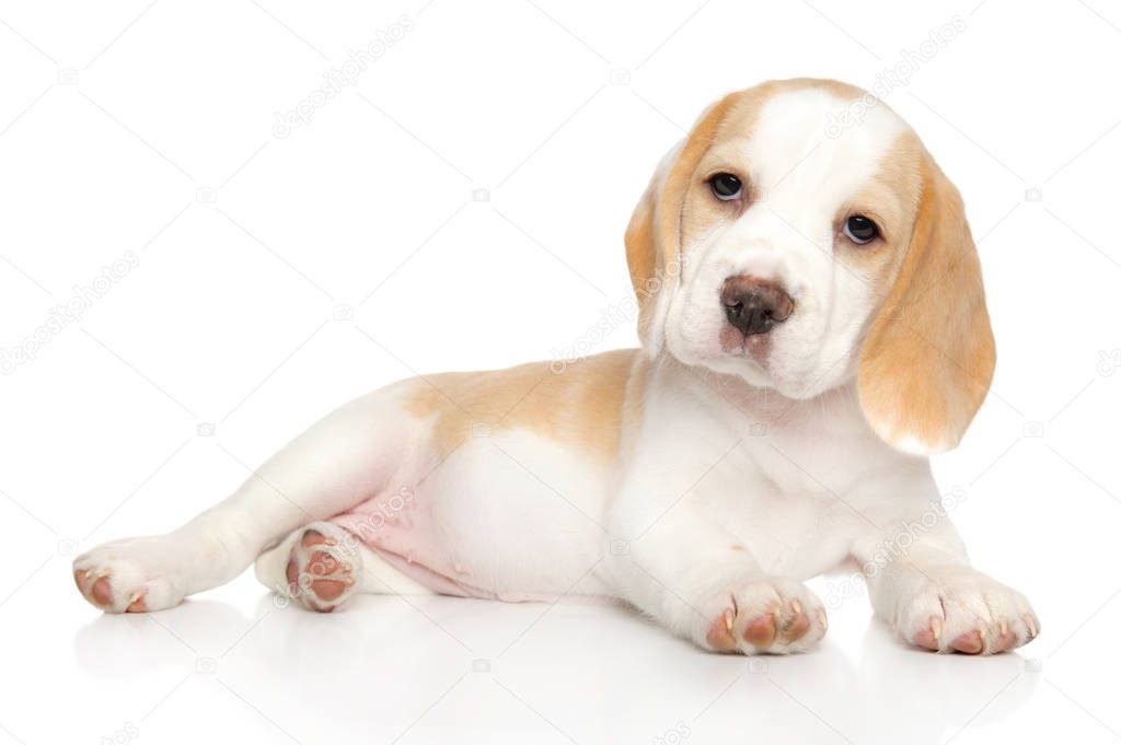 Portrait of a young Beagle puppy on a white background. Animal theme
