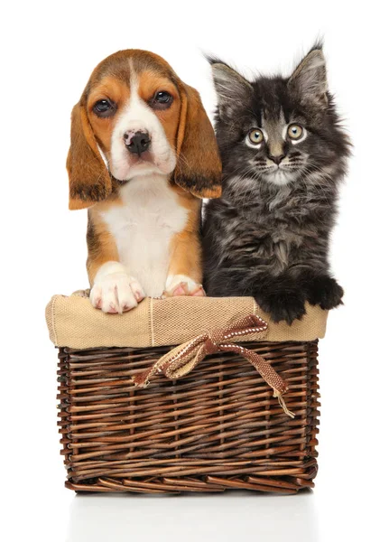 子猫と子犬一緒に白い背景の枝編み細工品バスケット — ストック写真