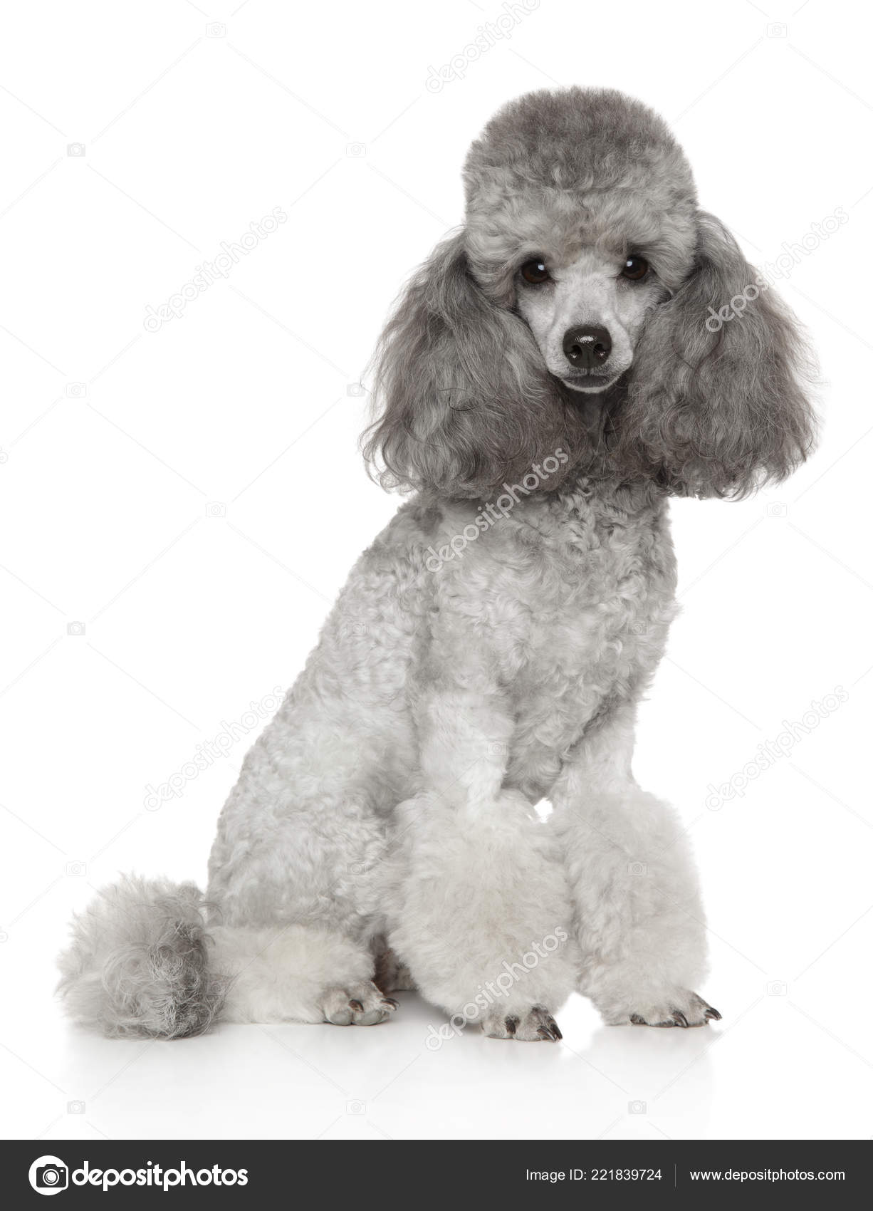 miniature poodle
