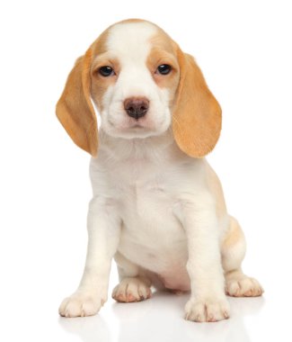 Yakın çekim portre sevimli Beagle yavru beyaz arka plan üzerinde