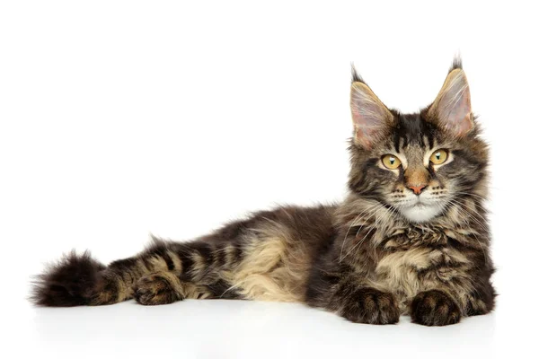 Porträtt Ung Maine Coon Liggande Vit Bakgrund — Stockfoto