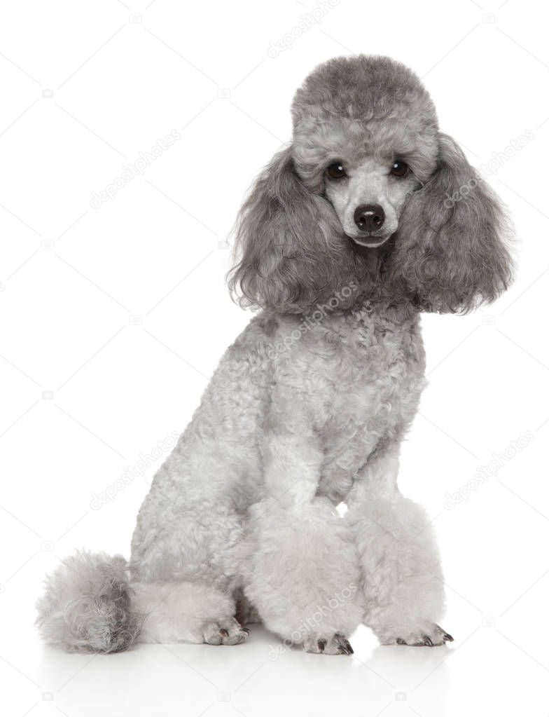 Groomed Miniature Poodle on white background. Animal themes
