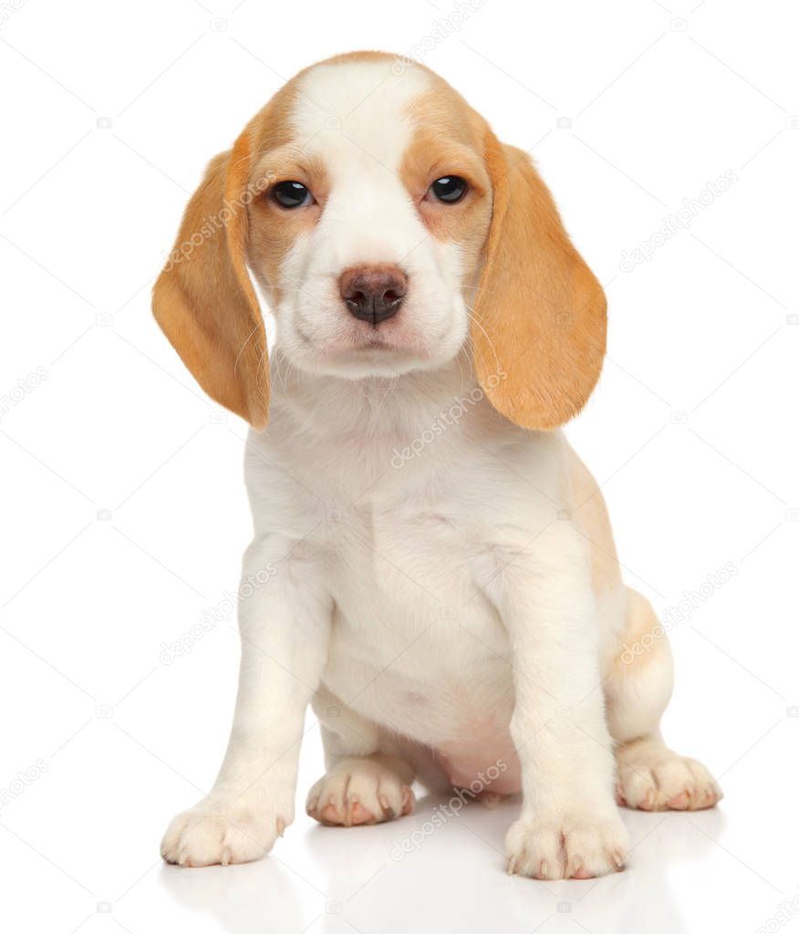 Close-up portrait of a Cute Beagle puppy on white background