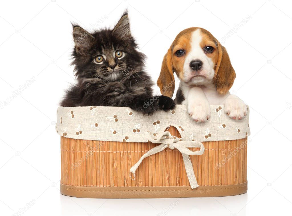 Maine-coon Kitten and Beagle puppy together in basket on a white background