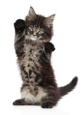 Arka ayakları üzerinde beyaz bir arka plan üzerinde bir Maine Coon yavru kedi duran portresi