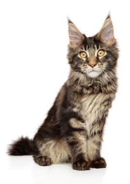 Beyaz arka plan üzerinde oturan sevimli Maine Coon yavru kedi