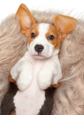 Beagle yavru onun sepet içinde yalan. Üstten görünüm beyaz arka plan üzerinde. Bebek hayvan Tema