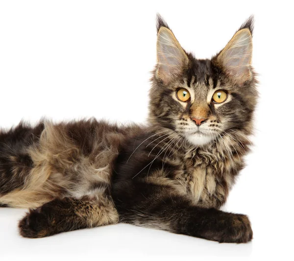 Närbild Maine Coon Kattunge Vit Bakgrund — Stockfoto