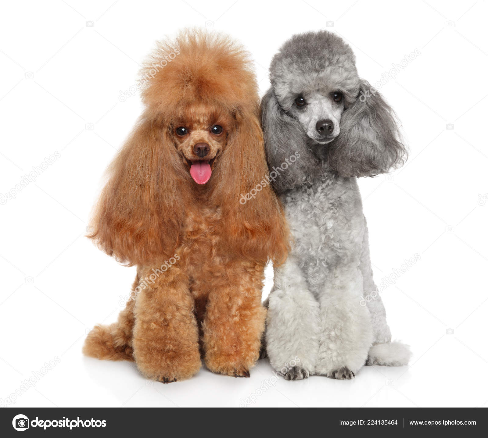 two poodle grooming