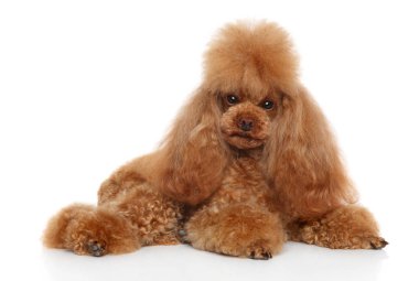 Genç kırmızı beyaz arka plan üzerinde fino köpeği bakımlı. Animal Temalar