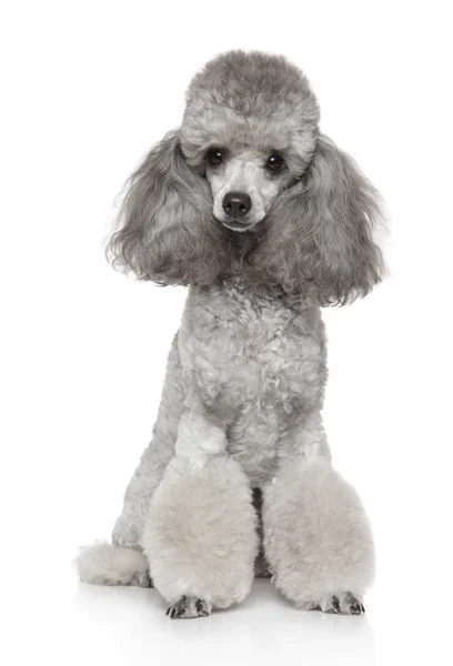 Retrato Jovem Groomed Cinza Poodle Fundo Branco Temas Animais — Fotografia de Stock