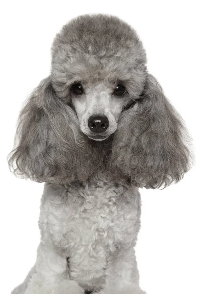 Retrato Miniatura Poodle Close Isolado Sobre Fundo Branco Tema Animal — Fotografia de Stock