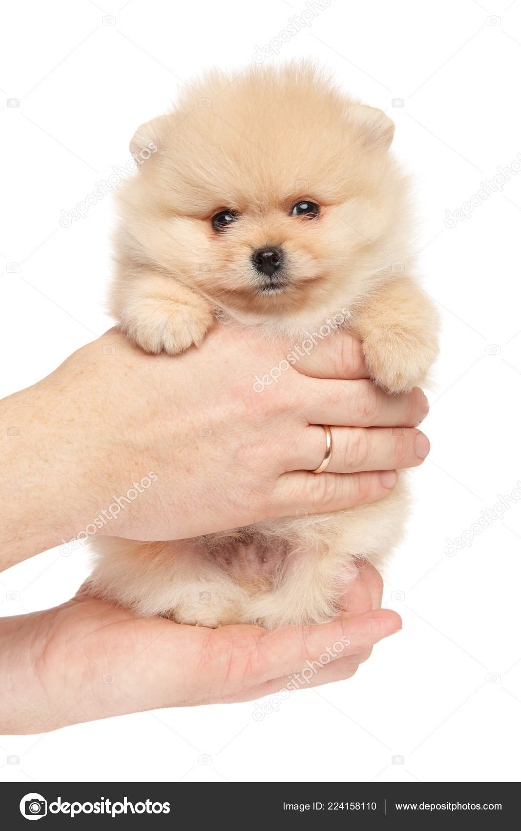 Spitz Puppies Tiny Tiny Spitz Puppy Puppy Hands White Background