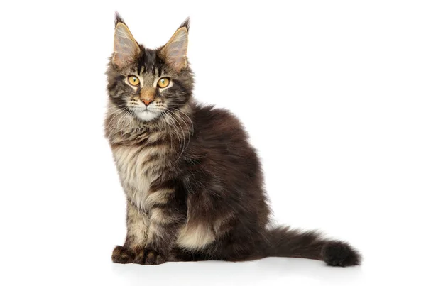 Maine Coon Kitten Sits White Background — Stock Photo, Image