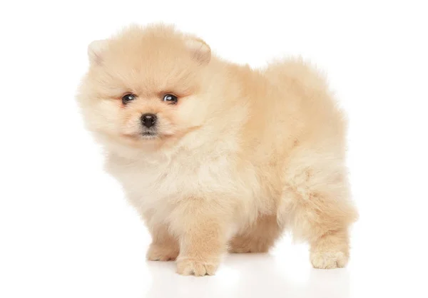 Tiny Spitz Puppy Stand White Background Baby Animal Theme — Stock Photo, Image