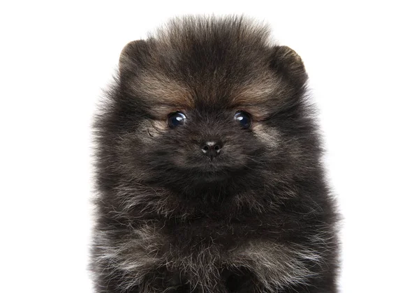 Gros Plan Portrait Petit Chiot Spitz Sur Fond Blanc — Photo