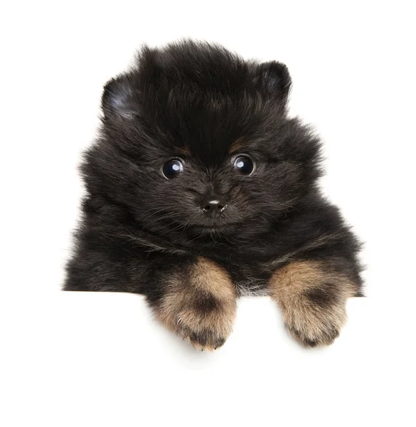 Close Tiny Spitz Puppy White Banner Baby Animal Theme — Stock Photo, Image