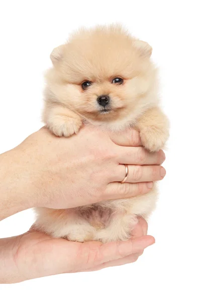 Tiny Spitz Puppy Puppy Hands White Background Baby Animal Theme — Stock Photo, Image