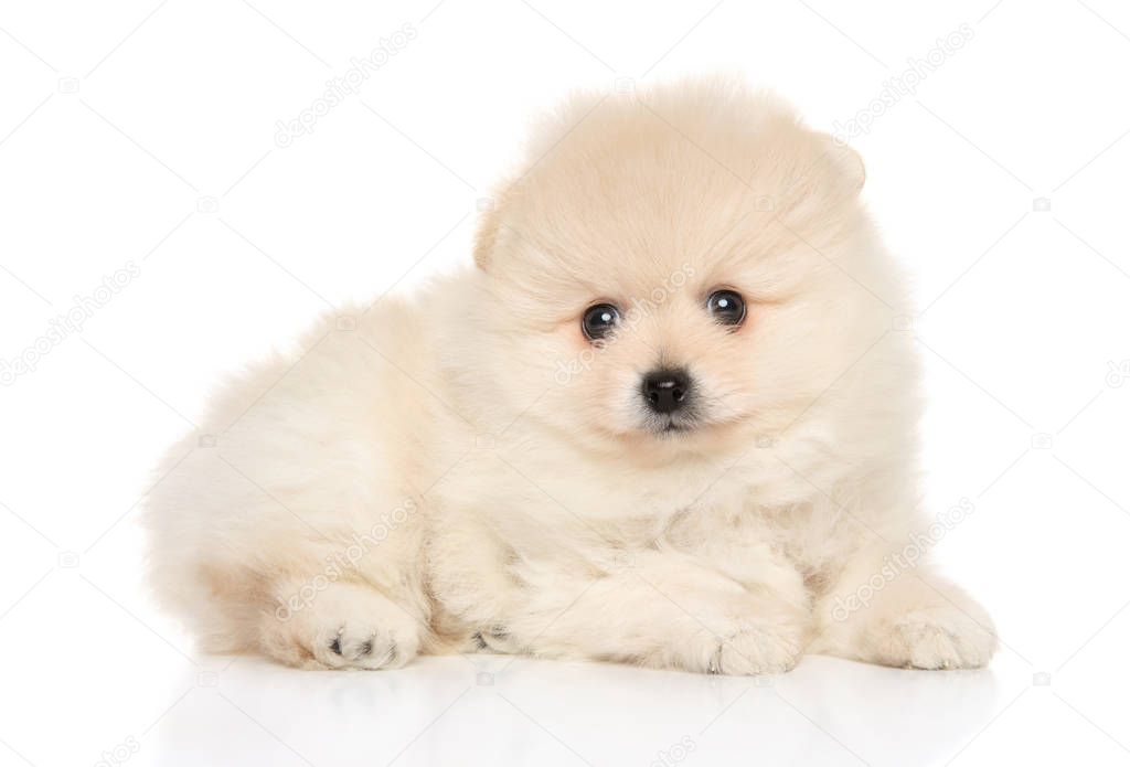 Tiny Spitz puppy lying down on white background