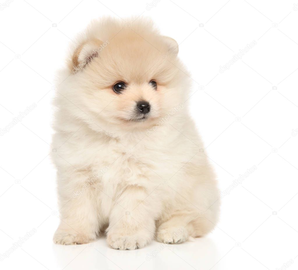 Pomeranian Spitz puppy sitting on white background