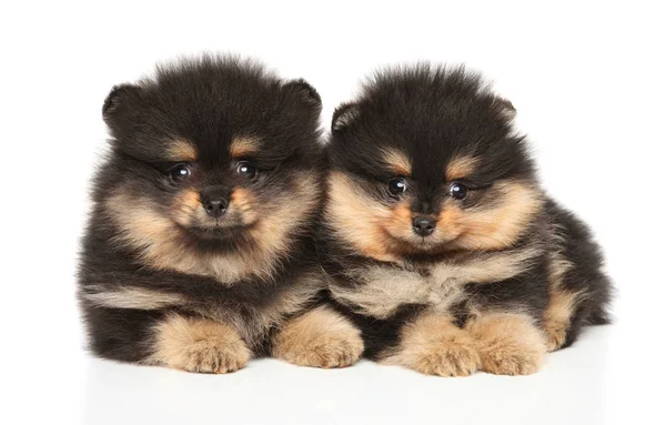 Retrato Dois Filhotes Spitz Minúsculos Deitados Sobre Fundo Branco Tema — Fotografia de Stock