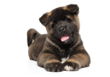Beyaz arka plan üzerinde dinlenme Amerikan Akita köpek yavrusu. Bebek hayvan Tema