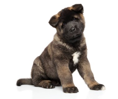 Amerikan Akita köpek yavrusu beyaz zemin üzerine oturur. Bebek hayvan Tema