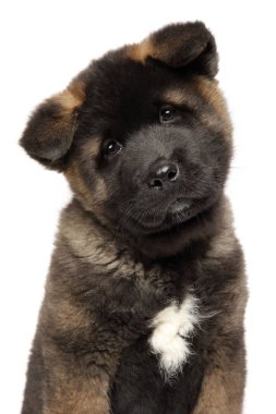 Genç bir Amerikalı Akita köpek yavrusu beyaz arka plan üzerinde yakın çekim portre. Bebek hayvan Tema