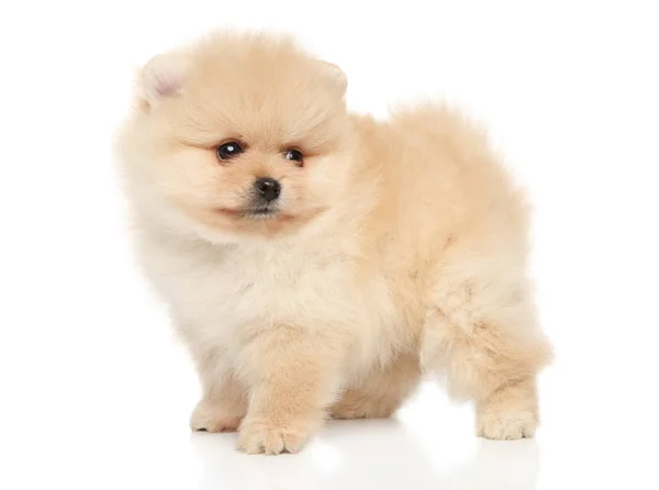 Retrato Pequeño Cachorro Spitz Sobre Fondo Blanco Tema Bebé Animal —  Fotos de Stock