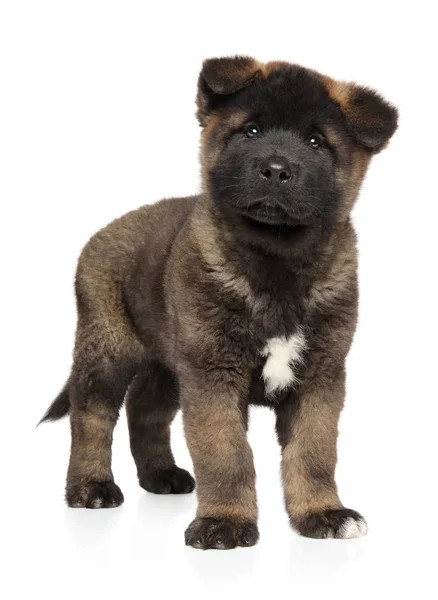 Amerikanischer Akita Welpe Steht Auf Weißem Hintergrund Baby Tier Thema — Stockfoto