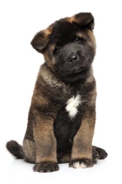 Beyaz zemin üzerine Amerikan Akita köpek yavrusu. Bebek hayvan Tema