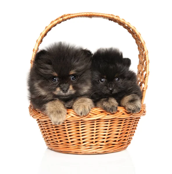 Pequeños Cachorros Divertidos Spitz Cesta Mimbre Sobre Fondo Blanco — Foto de Stock