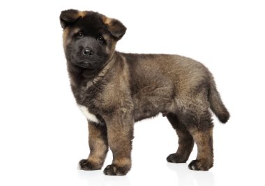 Amerikan Akita köpek yavrusu standında beyaz arka plan üzerinde. Bebek hayvan Tema