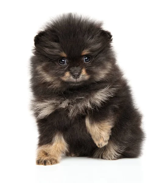 Primer Plano Pequeño Cachorro Spitz Sobre Fondo Blanco Tema Bebé — Foto de Stock