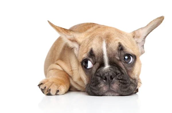 Triste Filhote Cachorro Buldogue Francês Deitado Fundo Branco Tema Animal — Fotografia de Stock