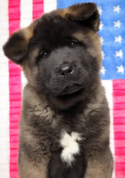 Gros Plan Chiot Chien Américain Akita Sur Fond Drapeau Américain — Photo