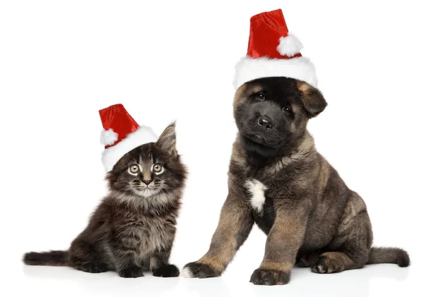 Pup Kitten Samen Santa Hoeden Witte Achtergrond — Stockfoto