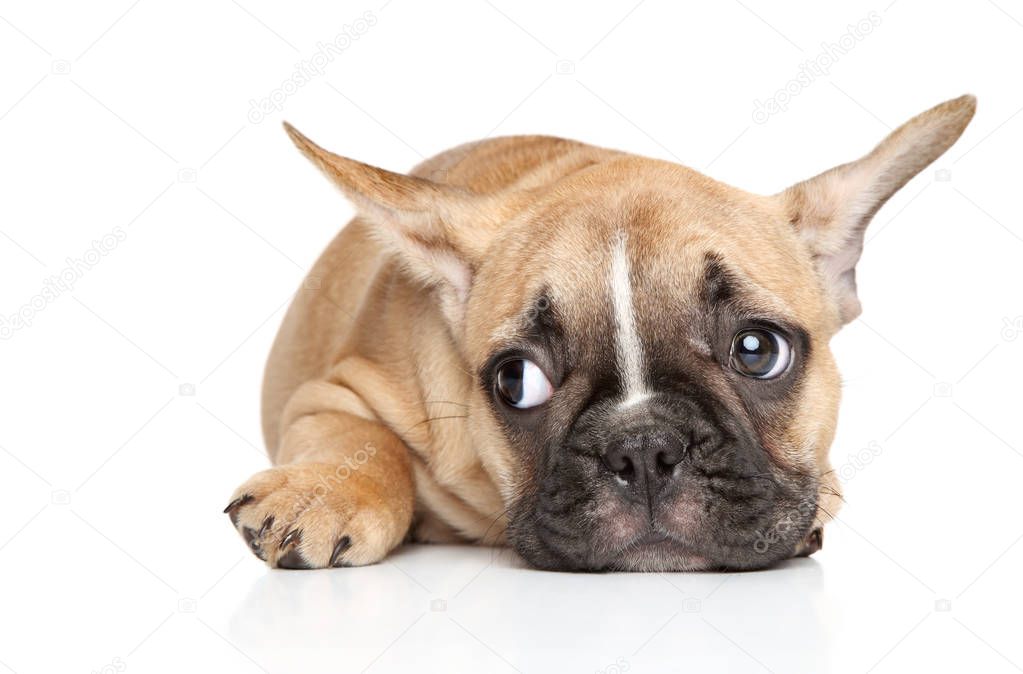 Sad French bulldog puppy lying on white background. Baby animal theme