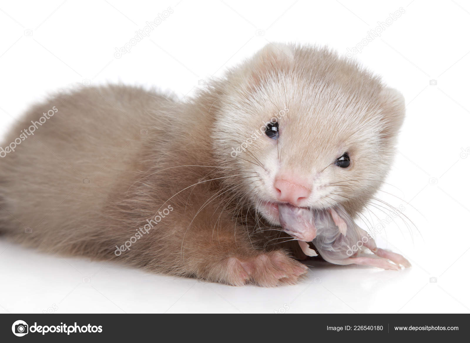 Ferret Puppy Eats Tiny Mouse White Background Baby Animal Theme Stock Photo C Fotojagodka 226540180