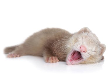 Gelincik köpek yavrusu yawns beyaz bir arka plan üzerinde yalan. Bebek hayvan Tema