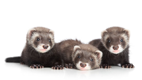 Group of Ferret puppies lying on a white background. Baby animal theme